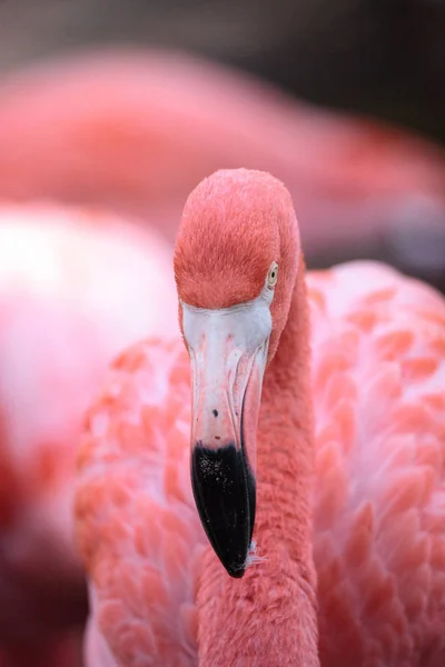 Caribische flamingo, Phoenicopterus ruber roze — Stockfoto