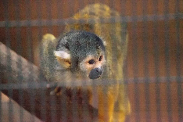 Macaco-esquilo preto peruano Saimiri boliviensis peruvi — Fotografia de Stock