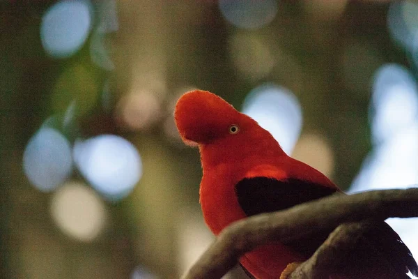 Cock-of-the-rock των Άνδεων που ονομάζεται Rupicola peruvianus — Φωτογραφία Αρχείου