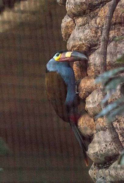 Placa-faturada montanha tucano Andigena laminirostris — Fotografia de Stock