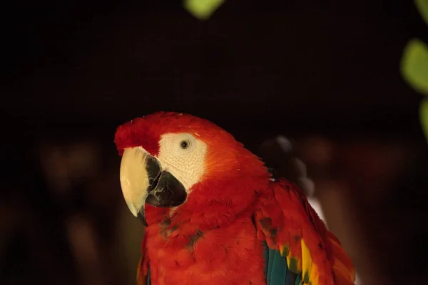 Scarlet Macaw Ara macao — Stock Photo, Image