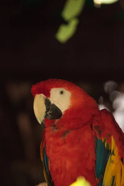 Scarlet Macaw Ara macao — Stock Photo, Image