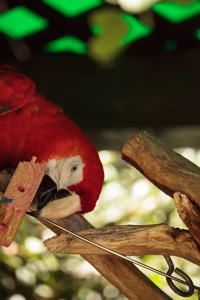 ・緋色のコンゴウインコ Ara マカオ — ストック写真