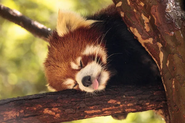 Vörös panda Ailurus fulgens tápok — Stock Fotó