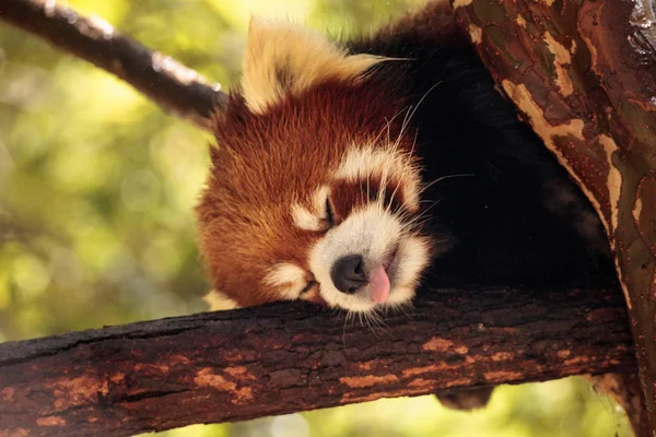 Vörös panda Ailurus fulgens tápok — Stock Fotó