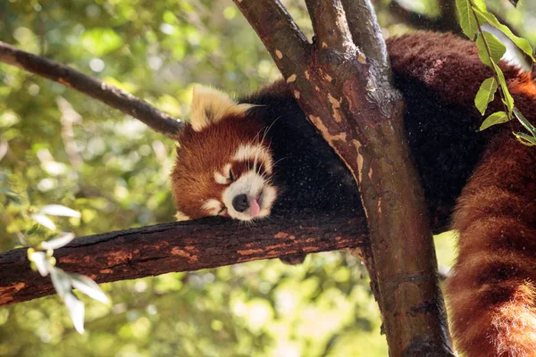 Panda roja Ailurus fulgens forrajes —  Fotos de Stock