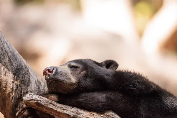 Солнце медведь Helarctos malayanus спит на дереве — стоковое фото
