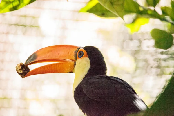 Toco Toucan llamado Ramphastos toco —  Fotos de Stock