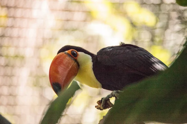 TOCO Toucan ονομάζεται Ramphastos toco — Φωτογραφία Αρχείου