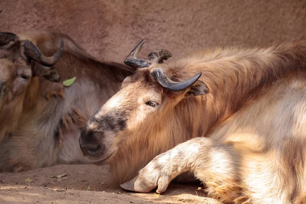 Takin genaamd Budorcas taxicolor is een geit antelope — Stockfoto