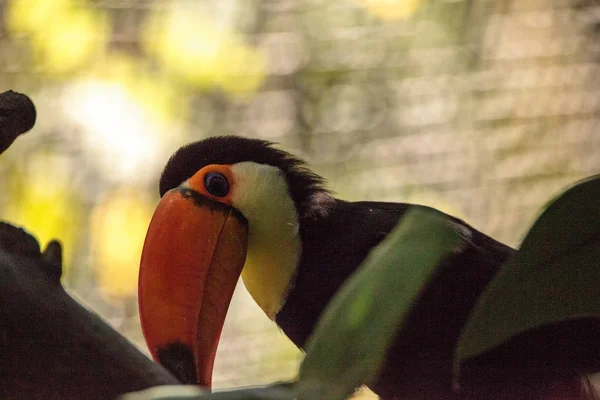 Toco Toucan chamado Ramphastos toco — Fotografia de Stock