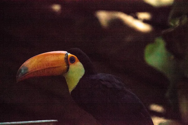 Toco Toucan appelé Ramphastos toco — Photo