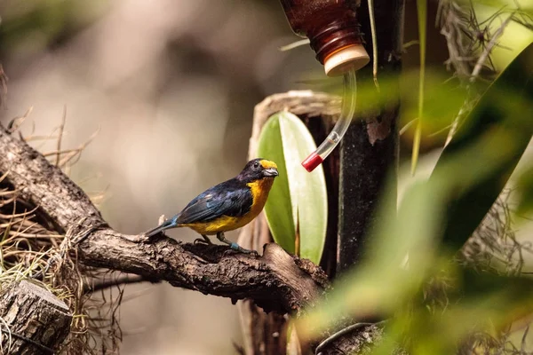 Euphonie violacée masculine jaune et bleue — Photo