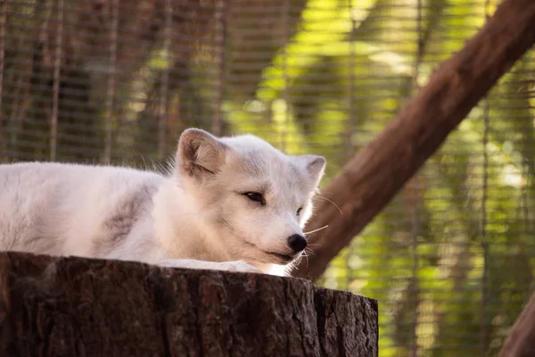 Kutup tilkisi Vulpes lagopus