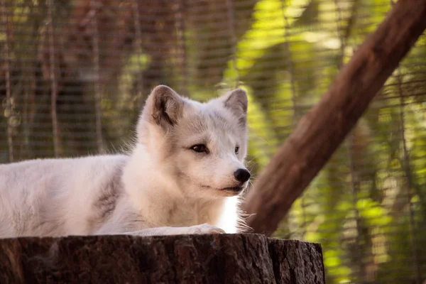 Kutup tilkisi Vulpes lagopus