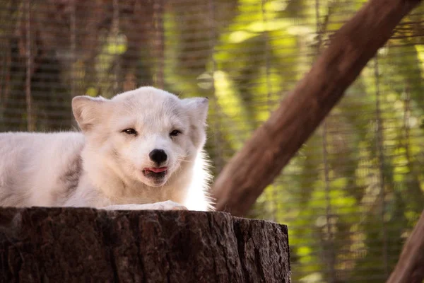 Sarki róka Vulpes lagopus — Stock Fotó