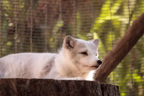 Kutup tilkisi Vulpes lagopus