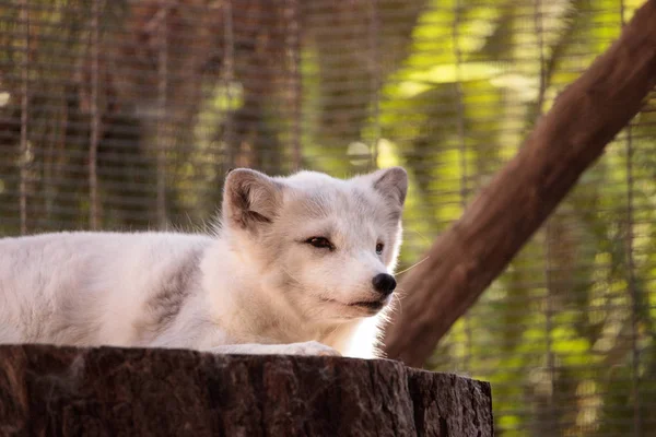 Kutup tilkisi Vulpes lagopus
