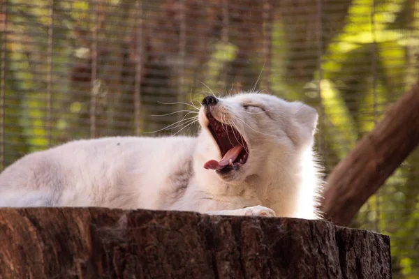 Sarki róka Vulpes lagopus — Stock Fotó