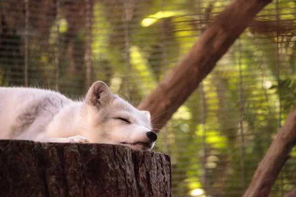 Kutup tilkisi Vulpes lagopus