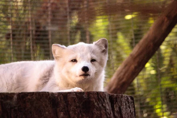 Kutup tilkisi Vulpes lagopus