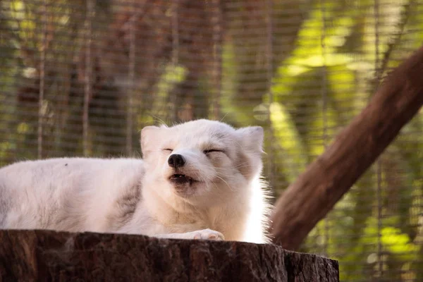 Kutup tilkisi Vulpes lagopus