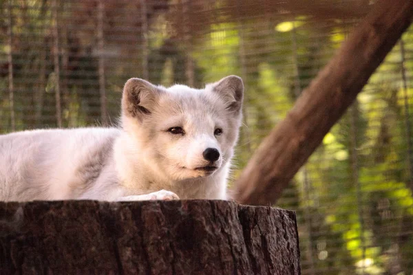 Kutup tilkisi Vulpes lagopus