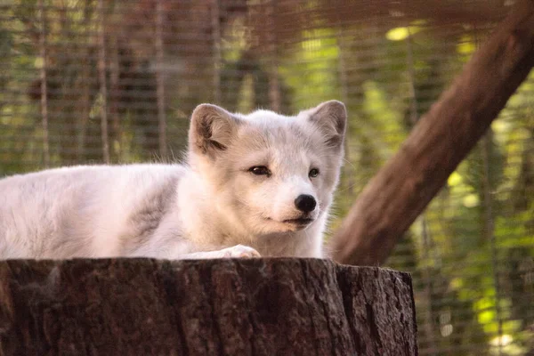 Kutup tilkisi Vulpes lagopus