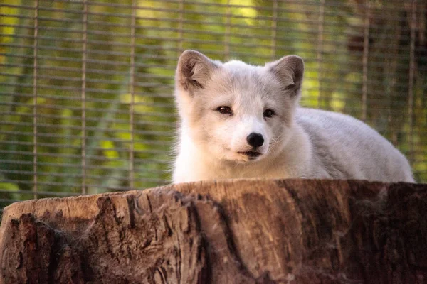 Sarki róka Vulpes lagopus — Stock Fotó