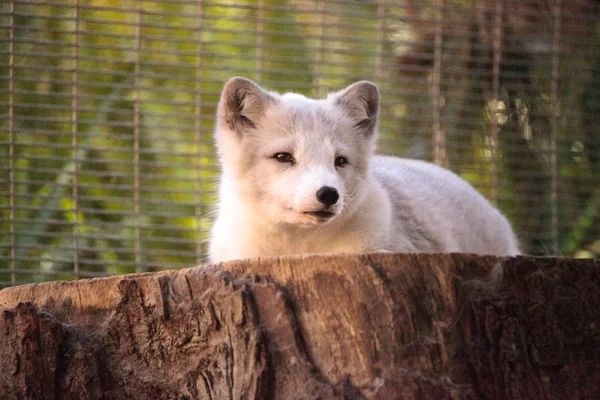 Kutup tilkisi Vulpes lagopus