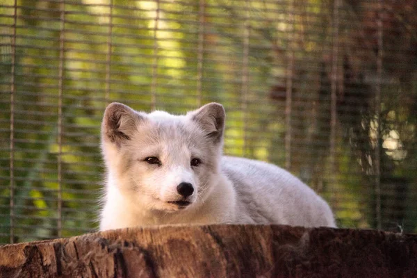 Kutup tilkisi Vulpes lagopus