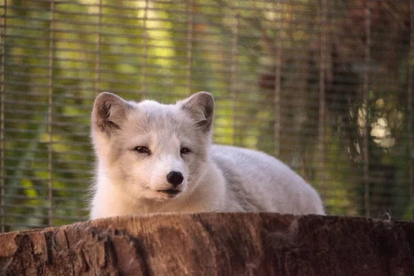 Kutup tilkisi Vulpes lagopus