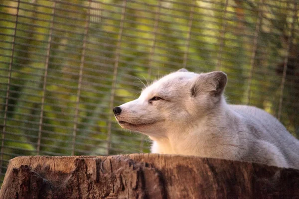 Sarki róka Vulpes lagopus — Stock Fotó