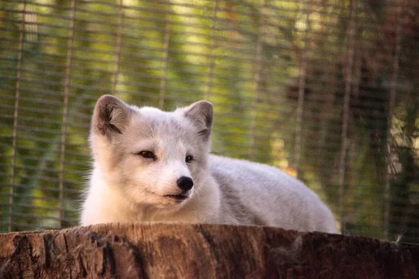 Kutup tilkisi Vulpes lagopus