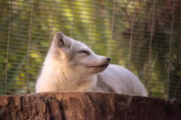 Kutup tilkisi Vulpes lagopus