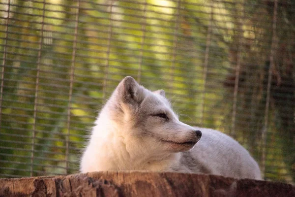 Kutup tilkisi Vulpes lagopus