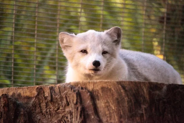 Sarki róka Vulpes lagopus — Stock Fotó