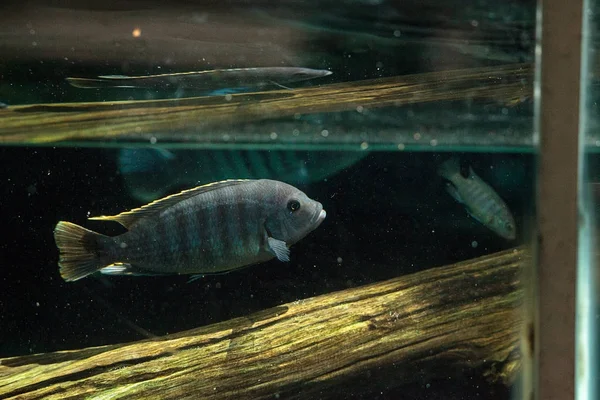 Afrikai Bölcsőszájú halak Cichlidae úszni édesvízi folyókban Afrikában — Stock Fotó