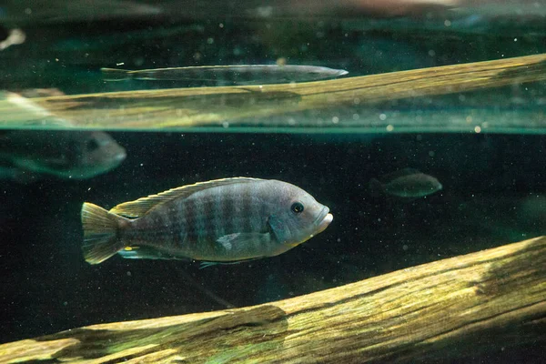 Afrikanische Buntbarsche Cichlidae schwimmen in Süßwasserflüssen in Afrika — Stockfoto