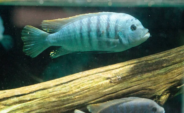 Tatlı su nehirleri Afrika Afrika cichlidleri Cichlidae yüzmek