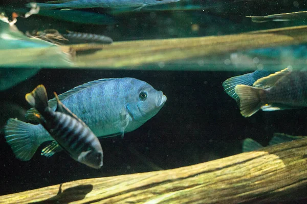 Tatlı su nehirleri Afrika Afrika cichlidleri Cichlidae yüzmek