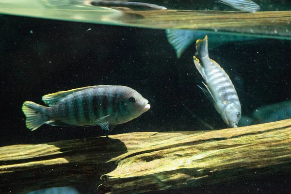 Tatlı su nehirleri Afrika Afrika cichlidleri Cichlidae yüzmek