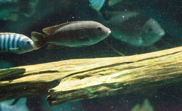 Tatlı su nehirleri Afrika Afrika cichlidleri Cichlidae yüzmek