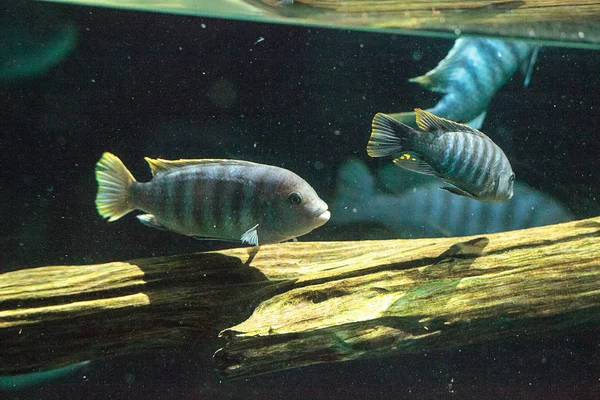 Afrikanische Buntbarsche Cichlidae schwimmen in Süßwasserflüssen in Afrika — Stockfoto