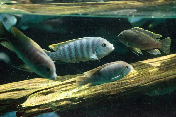 Tatlı su nehirleri Afrika Afrika cichlidleri Cichlidae yüzmek