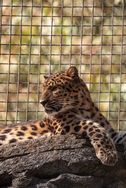 Amur leopardo chamado Panthera pardus orientalis — Fotografia de Stock