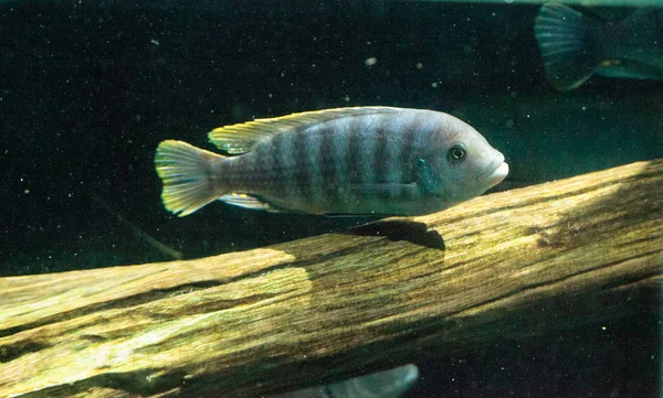 Tatlı su nehirleri Afrika Afrika cichlidleri Cichlidae yüzmek