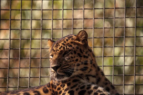 Amur leopardo chamado Panthera pardus orientalis — Fotografia de Stock