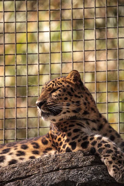 Amur leopardo chamado Panthera pardus orientalis — Fotografia de Stock