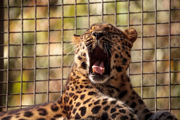 Amur leopardo llamado Panthera pardus orientalis — Foto de Stock